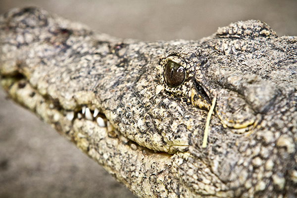 Новые постояльцы зоопарка в Белграде